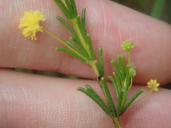 Acacia baueri
