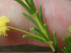 Acacia baueri