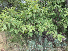 Vangueria