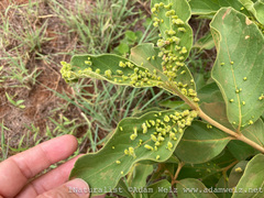 Vangueria