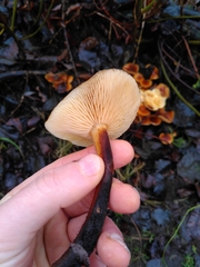 Flammulina velutipes