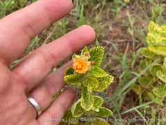 Sida cordifolia