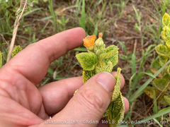 Sida cordifolia