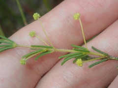 Acacia baueri