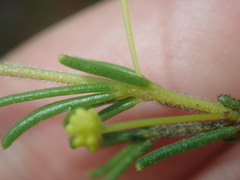 Acacia baueri