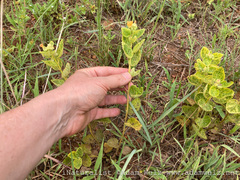 Sida cordifolia
