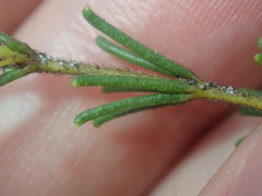 Acacia baueri