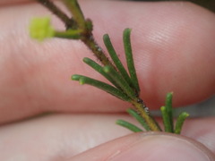 Acacia baueri