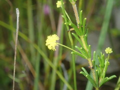 Acacia baueri