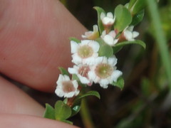 Baeckea imbricata