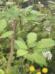Rubus fruticosus