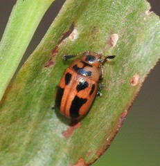 Calomela crassicornis