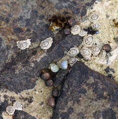 Chthamalus dentatus