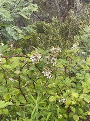 Rubus fruticosus