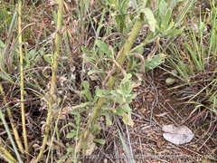 Nidorella