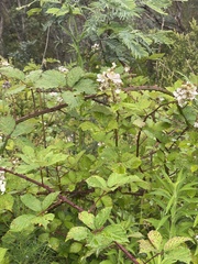 Rubus fruticosus