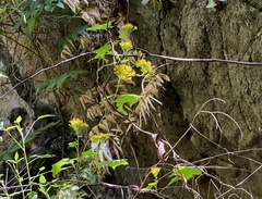Delairea odorata