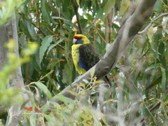 Platycercus caledonicus