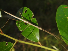 Anchiale austrotessulata