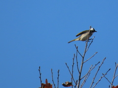 Pycnonotus sinensis formosae