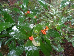 Sarcandra glabra
