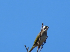 Pycnonotus sinensis formosae