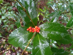 Sarcandra glabra