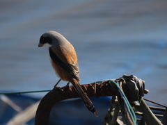 Lanius schach schach