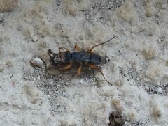 Auplopus mellipes