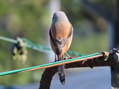 Lanius schach schach