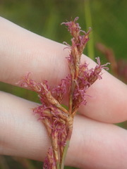 Eurychorda complanata