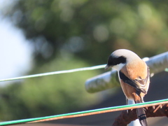 Lanius schach schach