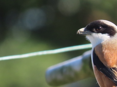 Lanius schach schach