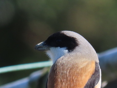 Lanius schach schach