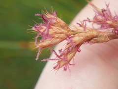 Eurychorda complanata