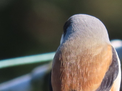 Lanius schach schach