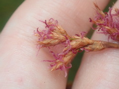 Eurychorda complanata