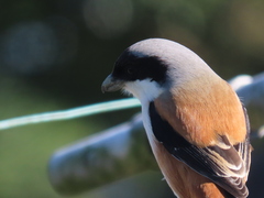 Lanius schach schach