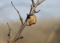 Hierodula transcaucasica