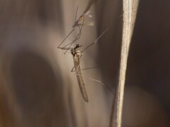 Trichocera annulata