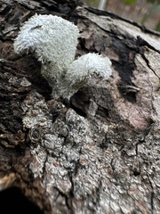 Schizophyllum commune