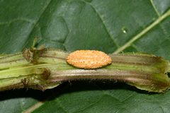 Puccinia urticata