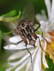 Graphomya maculata