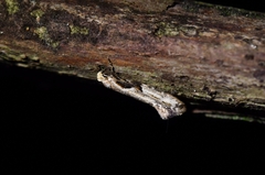 Crypsitricha pharotoma