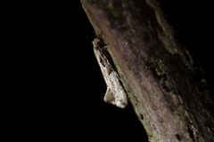 Crypsitricha pharotoma