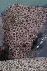 Scutellastra cochlear