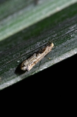 Crypsitricha pharotoma