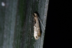 Crypsitricha pharotoma