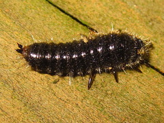 Cerogria janthinipennis