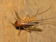 Culex pipiens pallens
